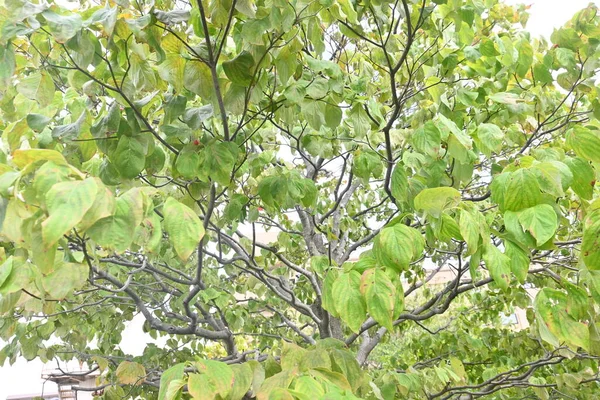 开花的山核桃 Cornus Florida 科落叶树原产于北美 初夏盛开的花朵为白色或粉红色 秋天成熟的是椭圆形的浆果 — 图库照片