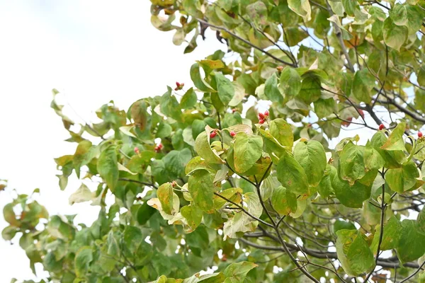 Cachorro Florido Cornus Florida Bagas Cornaceae Árvore Caduca Nativa América — Fotografia de Stock
