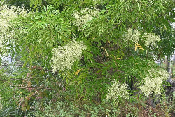 Fraxinus Griffithii Cinza Griffith Samaras Oleaceae Árvore Perene Nativa Sudeste — Fotografia de Stock