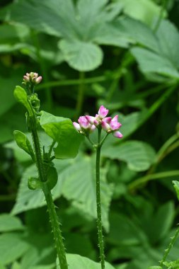 Persicaria senticosa çiçekleri. Doğu Asya 'ya özgü poligonaceae yıllık bitkileri. Temmuz' dan Ekim 'e kadar pembe çiçeklerle çiçek açar ve saplarında küçük sert dikenler bulunur..