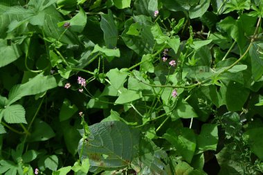 Persicaria senticosa çiçekleri. Doğu Asya 'ya özgü poligonaceae yıllık bitkileri. Temmuz' dan Ekim 'e kadar pembe çiçeklerle çiçek açar ve saplarında küçük sert dikenler bulunur..