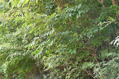 Euscaphis japonica (Jppan ismi 'Gonzui ağacı') meyveler. Staphyleaceae yapraklı ağaç. Meyve, sonbaharda kırmızıya dönüşen ve parlak siyah tohumlar üretmek için ikiye ayrılan bir foliküldür..