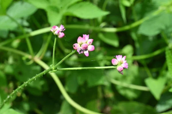 Persicaria Senticosa Çiçekleri Doğu Asya Özgü Poligonaceae Yıllık Bitkileri Temmuz — Stok fotoğraf
