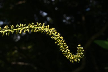 Dev yaban otları (Ambrosia trifida) çiçekleri. Asteraceae yıllık rüzgar tozlu çiçek. Uzun sivri uçlu erkek çiçekler, sonbahar saman nezlesine neden olan yüksek miktarda polen saçar..