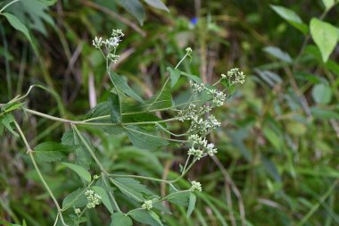 Eupatorium mako (Boneset) çiçekleri. Asteraceae bitkileri Japonya 'ya özgüdür. Ağustostan ekime kadar çiçek başlarının üzerinde beyaz silindirik çiçekler açar. Japonca adı 'Hiyodori-bana'.