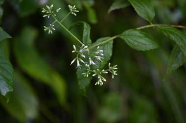 Eupatorium mako (Boneset) çiçekleri. Asteraceae bitkileri Japonya 'ya özgüdür. Ağustostan ekime kadar çiçek başlarının üzerinde beyaz silindirik çiçekler açar. Japonca adı 'Hiyodori-bana'.
