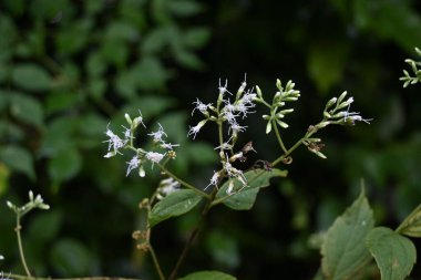 Eupatorium mako (Boneset) çiçekleri. Asteraceae bitkileri Japonya 'ya özgüdür. Ağustostan ekime kadar çiçek başlarının üzerinde beyaz silindirik çiçekler açar. Japonca adı 'Hiyodori-bana'.