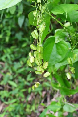  Dioscorea tokoro (Japonca 'Oni-dokoro'). Çiçekler ve Kapsüller. Dioscoreaceae daimi zehirli sarmaşığı, Japonya 'nın yerli bir türüdür. Çiçek açma mevsimi Temmuz' dan Eylül 'e kadar sürer..