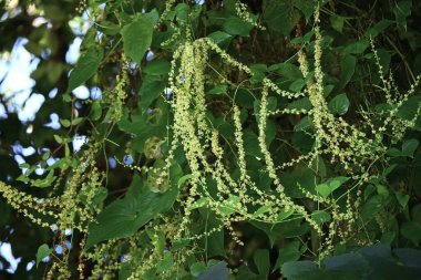  Dioscorea tokoro (Japonca 'Oni-dokoro'). Çiçekler ve Kapsüller. Dioscoreaceae daimi zehirli sarmaşığı, Japonya 'nın yerli bir türüdür. Çiçek açma mevsimi Temmuz' dan Eylül 'e kadar sürer..