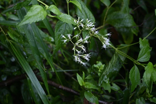 Eupatorium Makino Boneset Asteraceae 다년생 일본에 태어난 월부터 월까지 머리에 — 스톡 사진