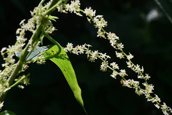 Dioscorea Tokoro Japanese Name Oni Dokoro Flowers Capsules Dioscoreaceae Perennial — Stock Photo, Image