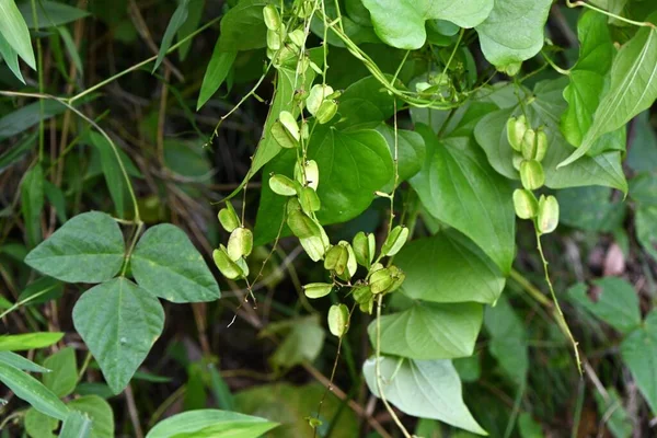 Tokoro Dioscorea Numele Japonez Oni Ɔoro Flori Capsule Dioscoreaceae Viță — Fotografie, imagine de stoc