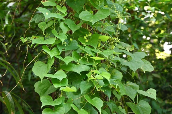 Dioscorea Tokoro Nombre Japonés Oni Dokoro Flores Cápsulas Dioscoreaceae Vid — Foto de Stock