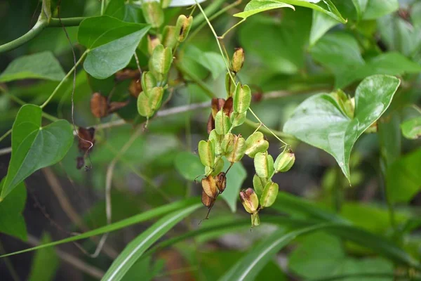 Dioscorea Tokoro Japanskt Namn Oni Dokoro Blommor Och Kapslar Dioscoreaceae — Stockfoto