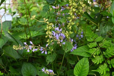 Salvia Japonya çiçekleri. Japonca adı 'Akino-tamuraso'. Lamiaceae bitkileri Japonya 'ya özgüdür. Dudak şeklindeki mavimsi-mor çiçekler Temmuz 'dan Kasım' a kadar sivri uçlarda açar..