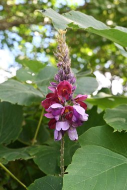  Kudzu (Pueraria lobata) çiçekleri. Fabbaceae daimi asması. Koyu mavi kokulu kelebek şekilli çiçekler temmuzdan eylüle kadar yarışlarda açar. Kökleri yenilebilir ve tıbbi..