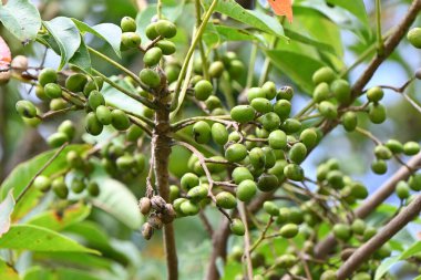  Japon balmumu ağacı (Toxicodendron Sucdaneum) meyveleri. Japonca adı 'Hazenoki-tree'. Anacardiaceae yaprak döken diyotik ağaç. Japon balmumunun toplandığı bir kaynak bitkisidir..