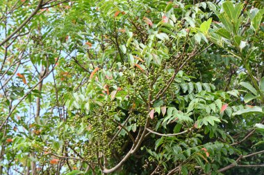  Japon balmumu ağacı (Toxicodendron Sucdaneum) meyveleri. Japonca adı 'Hazenoki-tree'. Anacardiaceae yaprak döken diyotik ağaç. Japon balmumunun toplandığı bir kaynak bitkisidir..