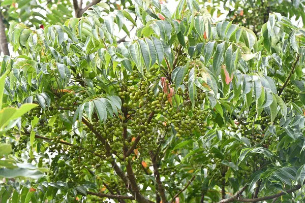 Japanese wax tree (Toxicodendron succedaneum) fruits. Japanese name \'Hazenoki-tree\'. Anacardiaceae deciduous dioecious tree. It is a resource plant from which Japanese wax is collected.