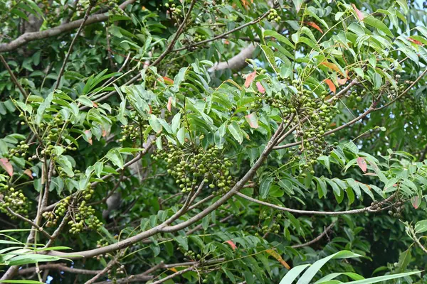 Japán Viaszfa Toxicodendron Succedaneum Gyümölcsök Japán Neve Hazenoki Anacardiaceae Lombhullató — Stock Fotó