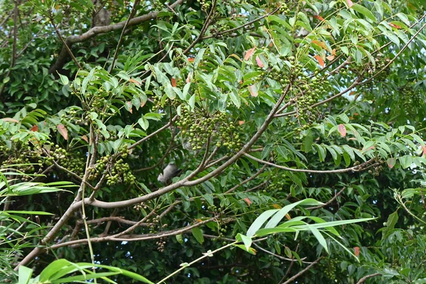 Japanischer Wachsbaum Toxicodendron Succedaneum Japanischer Name Hazenoki Baum Anacardiaceae Laubbaum — Stockfoto