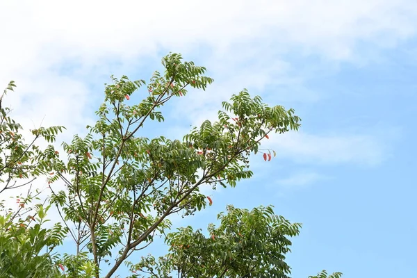  Japon balmumu ağacı (Toxicodendron Sucdaneum) meyveleri. Japonca adı 'Hazenoki-tree'. Anacardiaceae yaprak döken diyotik ağaç. Japon balmumunun toplandığı bir kaynak bitkisidir..