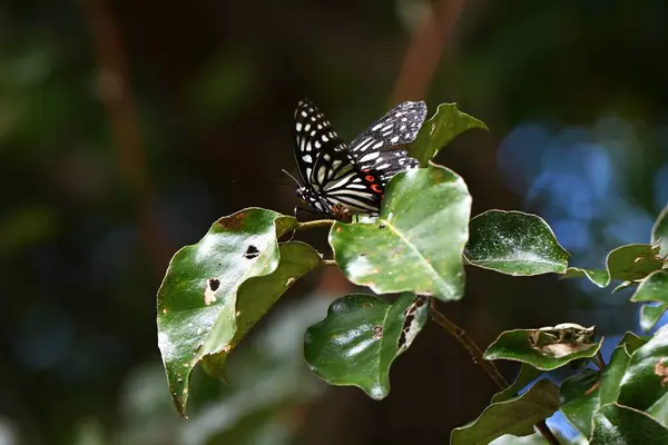 Hestina Assimilis Grote Nimf Vlinder Vleugels Zijn Zwart Met Witte — Stockfoto