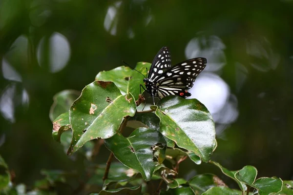 Hestina Assimilis 大的仙女蝴蝶翅膀为黑色 有白色斑纹 后翼有红色斑纹 一种广泛分布于东亚的物种 — 图库照片