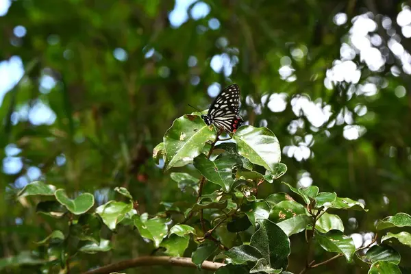 Hestina Assimilis Grote Nimf Vlinder Vleugels Zijn Zwart Met Witte — Stockfoto