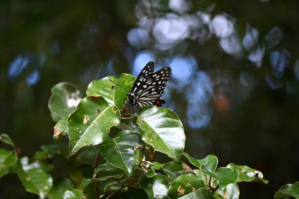 Hestina Assimilis Grand Papillon Nymphe Les Ailes Sont Noires Avec — Photo