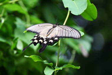 Dişi Byasa alcinous (Çin yel değirmeni). Lepidoptera Papilionidae Kelebeği. Zehirli yaprakları yer ve yırtıcılardan korunmak için vücudunda zehir biriktirir..