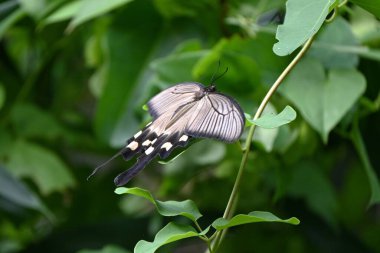 Dişi Byasa alcinous (Çin yel değirmeni). Lepidoptera Papilionidae Kelebeği. Zehirli yaprakları yer ve yırtıcılardan korunmak için vücudunda zehir biriktirir..