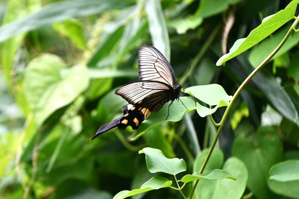 Γυναικείο Byasa Alcinous Κινεζικός Ανεμόμυλος Lepidoptera Papilionidae Butterfly Τρώει Δηλητηριώδη — Φωτογραφία Αρχείου