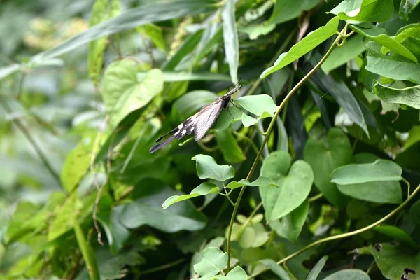 Weibliche Byasa Alcinous Chinesische Windmühle Lepidoptera Papilionidae Schmetterling Sie Frisst — Stockfoto