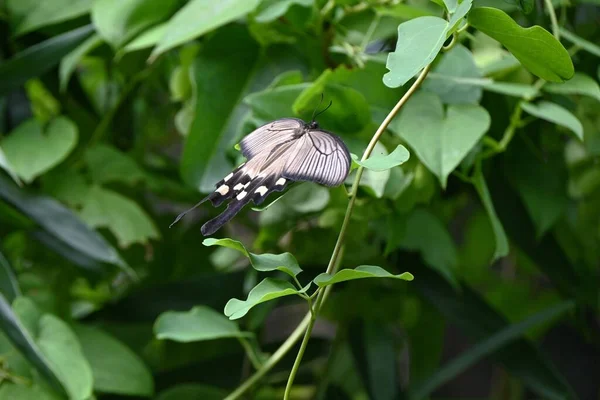 Жінка Біаса Альпіністка Китайська Вітряна Млин Lepidoptera Papilionidae Метелик Він — стокове фото