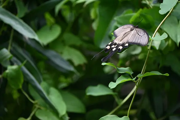 Dişi Byasa Alcinous Çin Yel Değirmeni Lepidoptera Papilionidae Kelebeği Zehirli — Stok fotoğraf