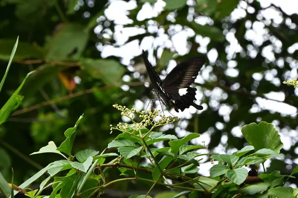 Papilio Helenus Elmo Vermelho Lepidoptera Papilionidae Borboleta Uma Marca Branca — Fotografia de Stock