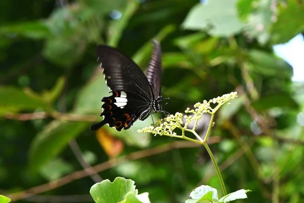 Papilio Helenus Rode Helen Lepidoptera Papilionidae Vlinder Een Geelwitte Vlek — Stockfoto