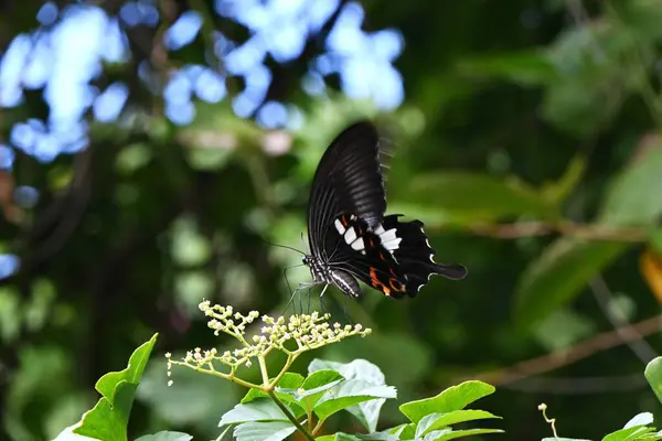 Papilio Helenus Rode Helen Lepidoptera Papilionidae Vlinder Een Geelwitte Vlek — Stockfoto