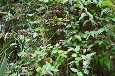  Deutzia crenata meyveleri. Ortanca yaprak döken çalı. Çiçek mevsimi Mayıs 'tan Temmuz' a kadar devam eder ve kabın ucunda kalan kapsüller Eylül 'den Ekim' e kadar üretilir..