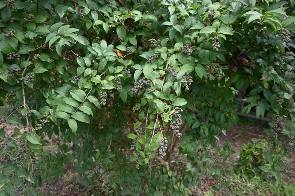 ディウトジアのクレンタータフルーツ ハイドレンジック低木 花の季節は5月から7月にかけて 先端に残るスタイルのボウル型のカプセルが9月から10月にかけて生産されます — ストック写真