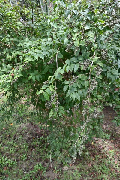 日式水果 Deutzia Crenata Fruit 水草科落叶灌木 花期为5月至7月 在9月至10月期间会生产出顶部仍有花柱的碗状胶囊 — 图库照片