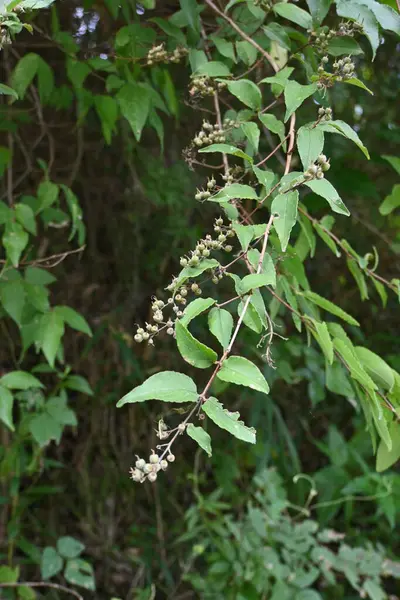 Owoce Deutzia Crenata Krzew Liściasty Hortensjonowy Sezon Kwitnienia Trwa Maja — Zdjęcie stockowe