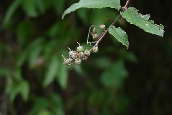 Deutzia Crenata Fruits Hydrangeaceae Deciduous Shrub Flowering Season May July — Stock Photo, Image