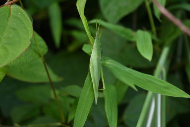 Daha küçük bir uzun başlı çekirge (Atractomorpha lata). Orthoptera Pyrgomorphidae. Yetişkin dişiler erkeklerden daha büyüktür ve erkek genellikle dişinin sırtında dolaşır..