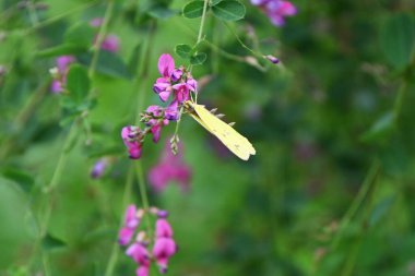 Çalı yoncası (Lespedeza thunbergii) çiçekleri. Fabaceae yaprak döken çalı. Küçük kırmızı-mor kelebek şeklindeki çiçekler Temmuz 'dan Eylül' e kadar açar..