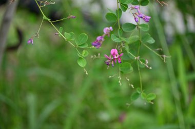 Çalı yoncası (Lespedeza thunbergii) çiçekleri. Fabaceae yaprak döken çalı. Küçük kırmızı-mor kelebek şeklindeki çiçekler Temmuz 'dan Eylül' e kadar açar..