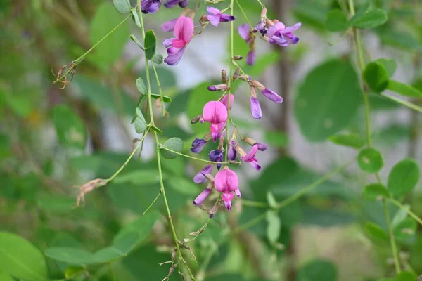 stock image Bush clover (Lespedeza thunbergii) flowers. Fabaceae deciduous shrub. Small red-purple butterfly-shaped flowers bloom from July to September.