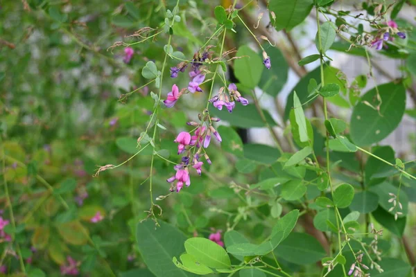 Struikklaver Lespedeza Thunbergii Bloemen Fabaceae Bladverliezende Struik Kleine Rood Paarse — Stockfoto