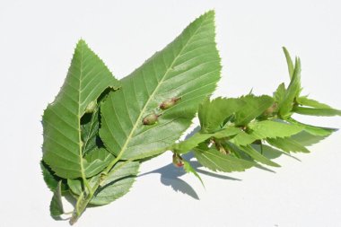 Chonowski 'nin boynuz direğinin (Carpinus tschonoskii) yaprakları üzerinde durmaktadır. Safra kesesi parazitten kaynaklanan bitkilerin anormal parçalarıdır, böcekler gibi..